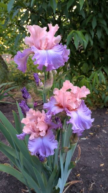 Ирис FASHIONISTA (B. Blyth, 2009) .mp4