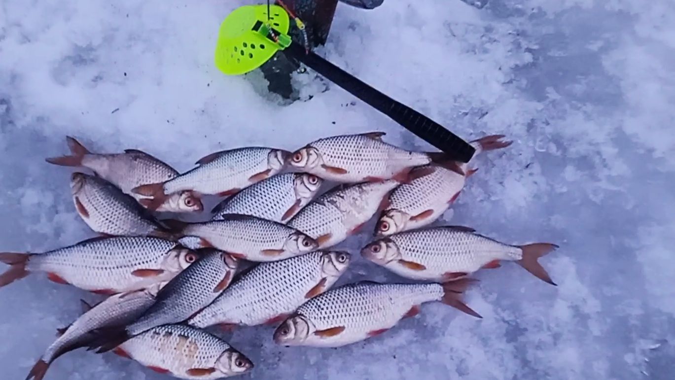С безмотылкой за плотвой в потепление на Ахтубу. С безмотылкой за плотвой в потепление на Ахтубу.