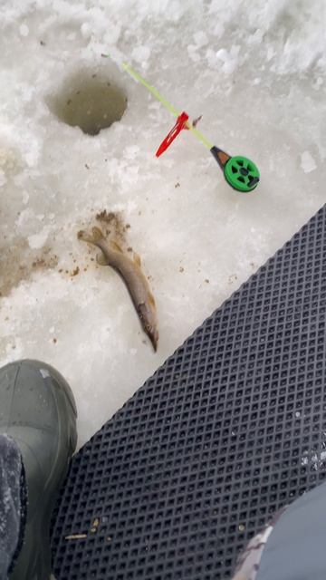 Щурёнок на мормышку