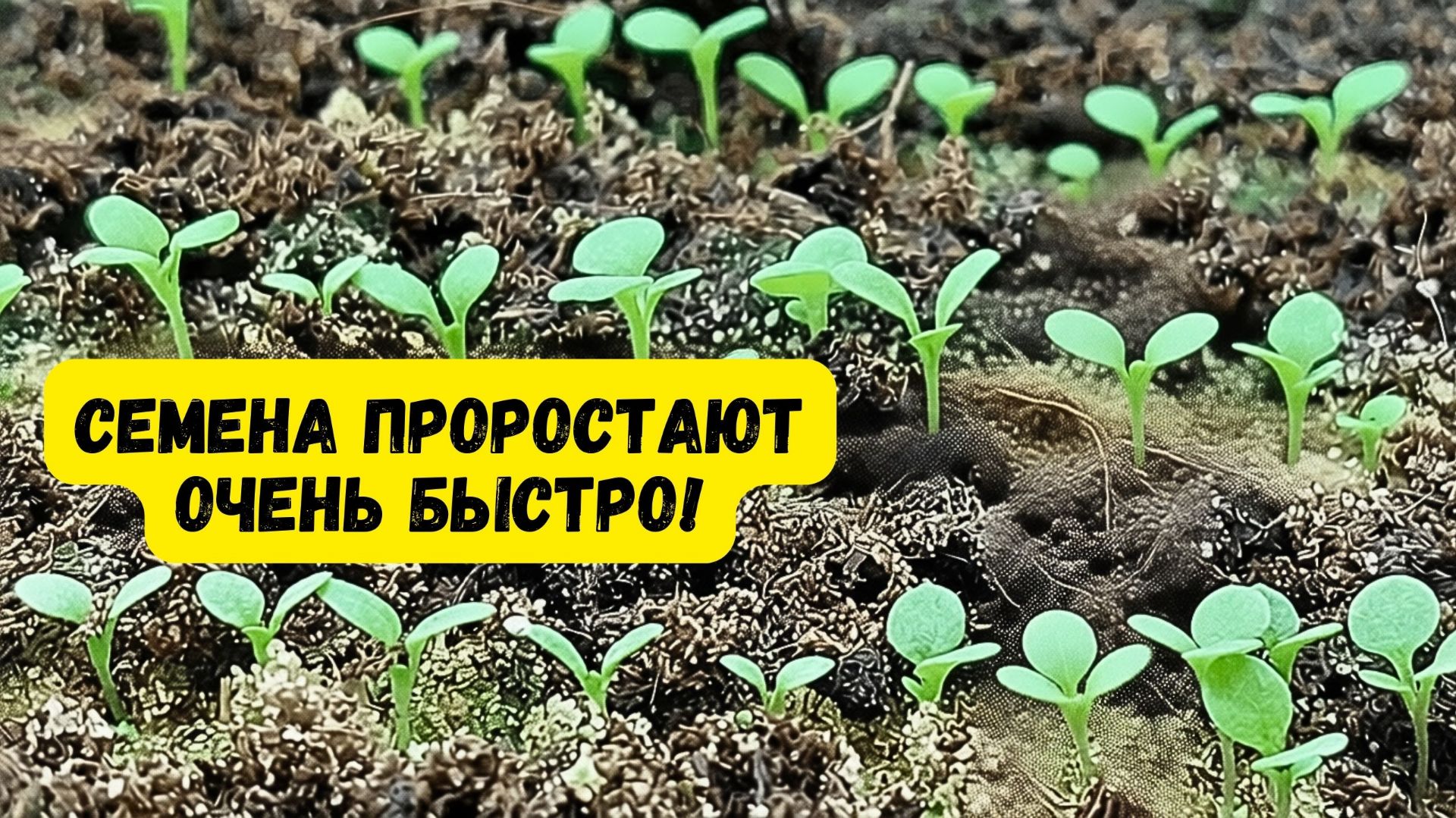 Посеянные семена всходят быстро и дружно — вот что нужно сделать. смотреть онлайн