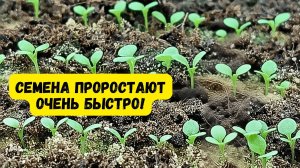 Посеянные семена всходят быстро и дружно — вот что нужно сделать.