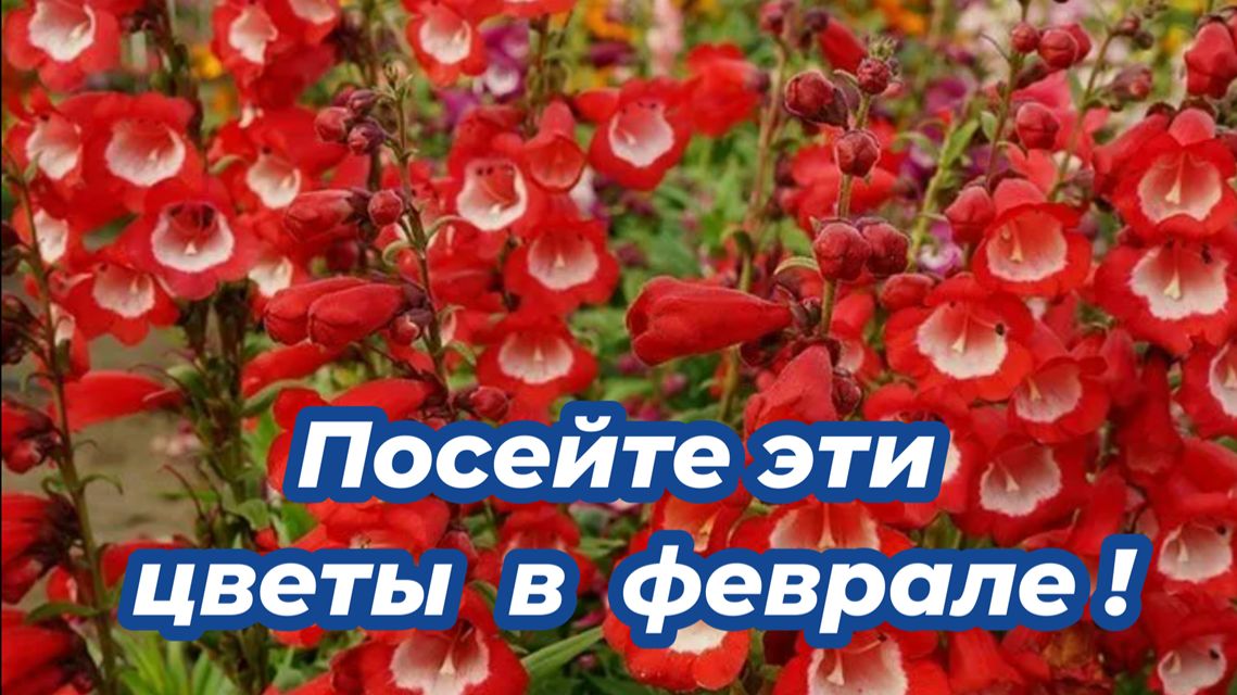 Что посеять в феврале? Посадите эти 6 неприхотливых цветов и будете любоваться их красивым цветением смотреть онлайн