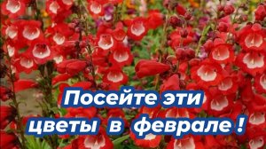 Что посеять в феврале? Посадите эти 6 неприхотливых цветов и будете любоваться их красивым цветением