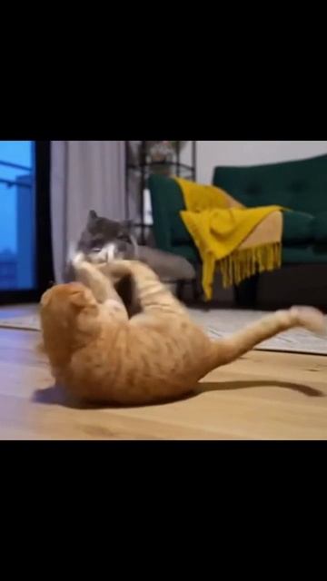 Драка котов #домашние животные #животные онлайн #забавные моменты #котики