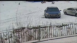 В Красноярске стая собак напала на детей.Один мальчик убежал,второй залез на дерево.