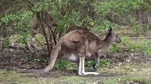 Правдивая Ольга. Самвел Адамян против полиции