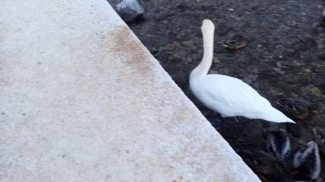 Старый Изборск 13. Прогулки и секрет ключей