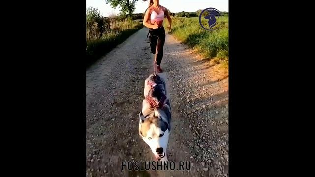 Кане-кросс. Обучение собак. POSLUSHNO.RU