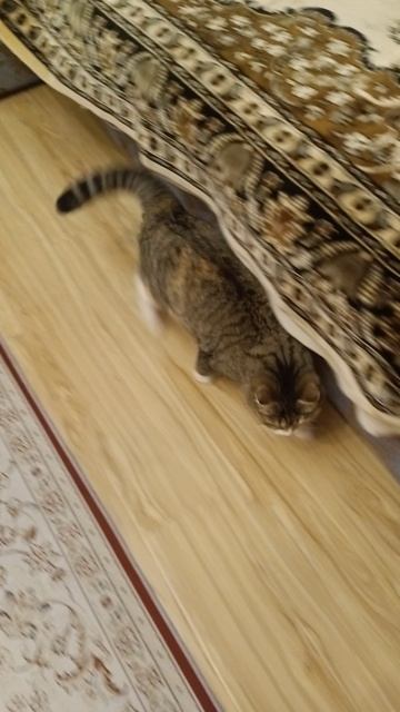 умнее кошки я не встречала