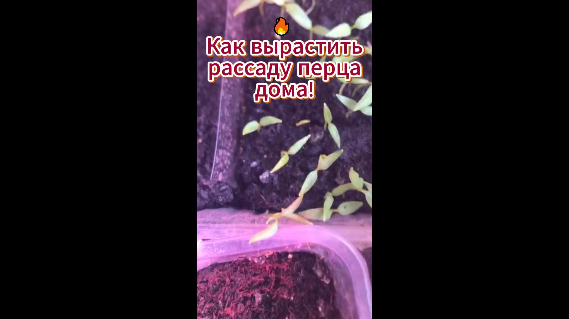 🔥 Как вырастить рассаду перца дома!