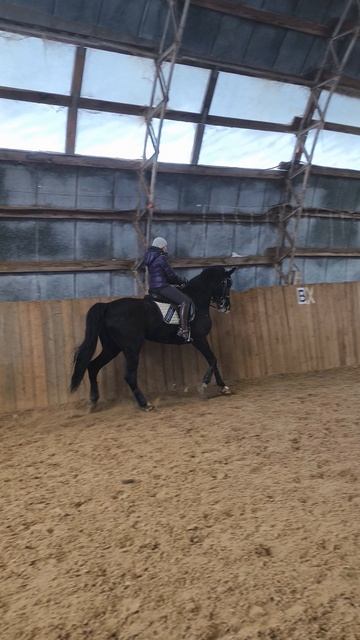 Оксана Новикова и Дольче Вита, качество рыси после пиаффе, онлайн-тренировка.