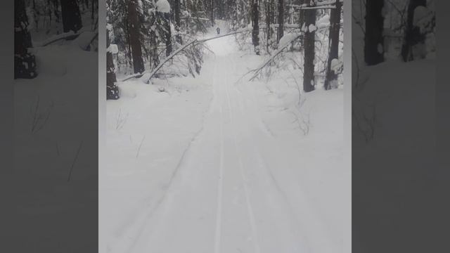 Заколдован невидимкой дремлет лес под сказку сна