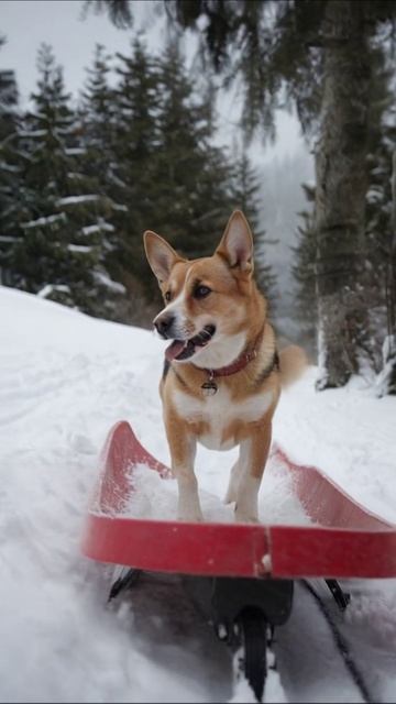 Собака на санках играет в снегу собака снег приключения