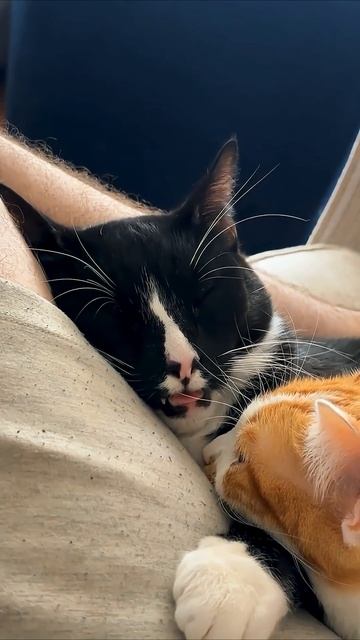 Sleeping cats #cat #cute #funny