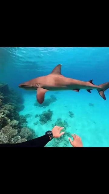 невероятная красота подводного мира дайвинг египет кораловыерифы