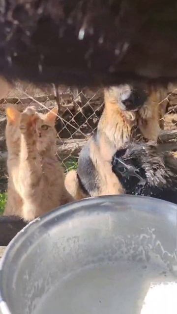 Раздача свежего молока