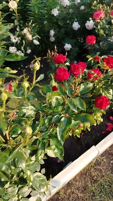 Блаженство -цветут мои розы. Июнь -25