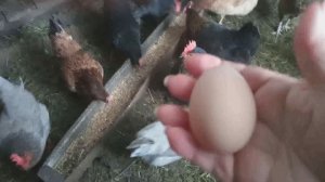 СНЕГ ПРИБАВЛЯЕТСЯ / УЕХАЛИ в ГОСТИ / КУРОЧКИ