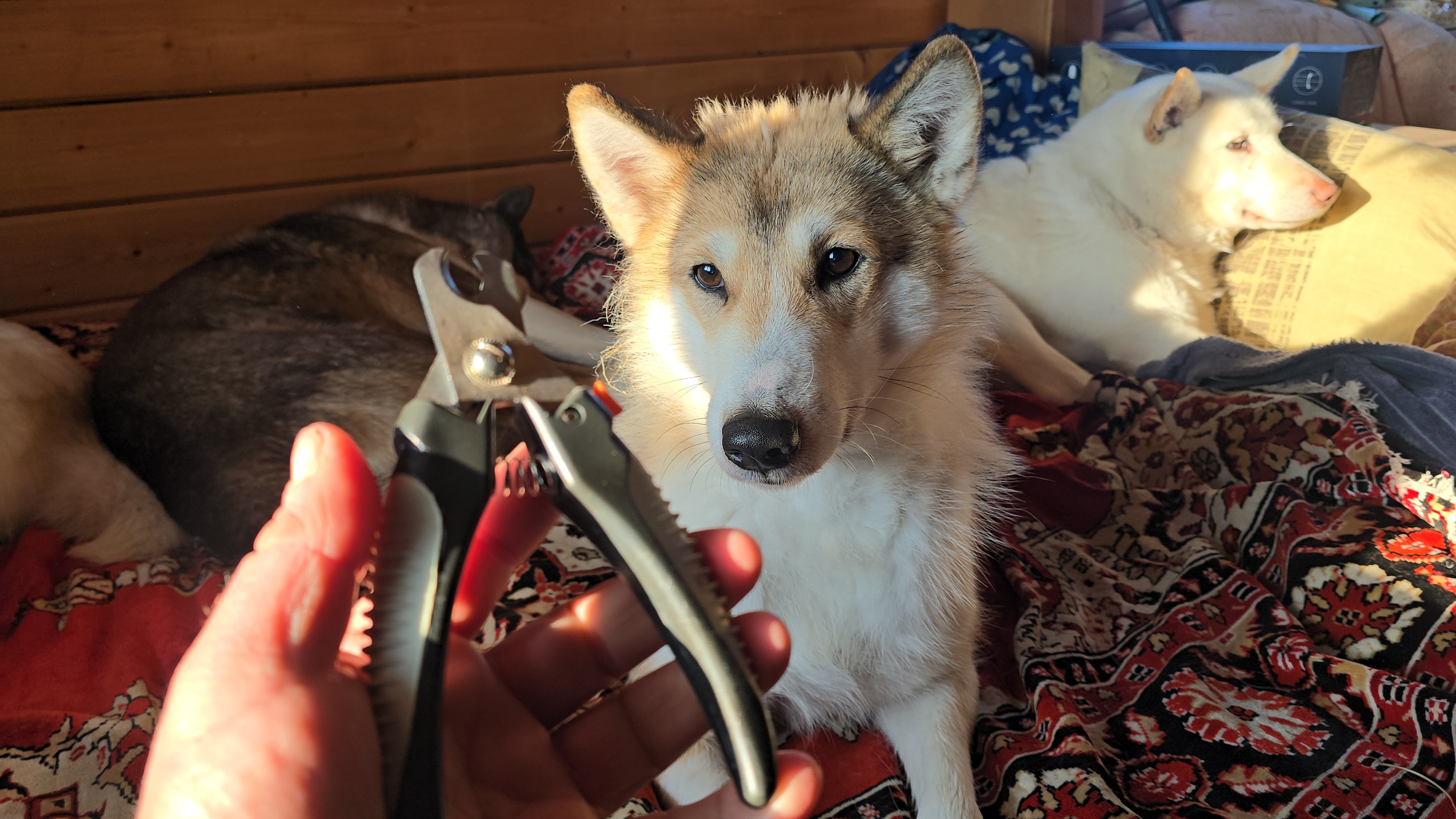 С мороза в дом