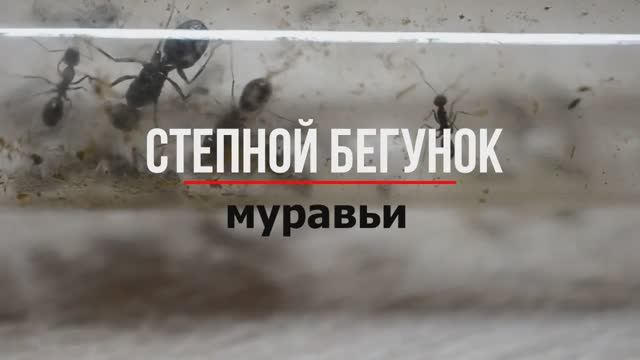 Муравьи бегунки или Cataglyphis aenescens. Распаковка. Пересадка