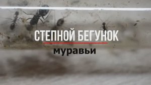 Муравьи бегунки или Cataglyphis aenescens. Распаковка. Пересадка