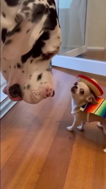 Мексиканские убийцы смотреть онлайн