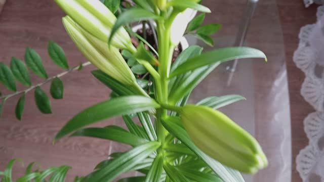 Что произошло с лилиями, высаженными в феврале? Рассада редиски, огурцов и томатов смотреть онлайн