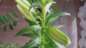 Что произошло с лилиями, высаженными в феврале? Рассада редиски, огурцов и томатов