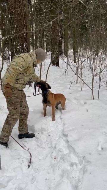 Первый щенок успешно завершил  подготовительный курс и уже был направлен в подразделение