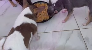 Обязательная программа на день, плотно подкрепиться.