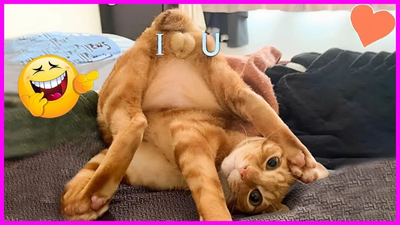 Смешные и забавные животные 😻😺 Лучшие приколы с животными 🐶 Подборка приколов с животными смотреть онлайн