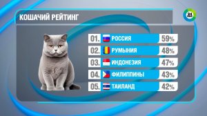 Россия стала самой «кошачьей» страной мира