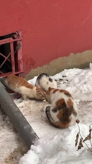 Котята с мамой кушают #кошка #котята #орехово #ореховозуевский #россия Котята с мамой кушают #кошка #котята #орехово #ореховозуевский #россия