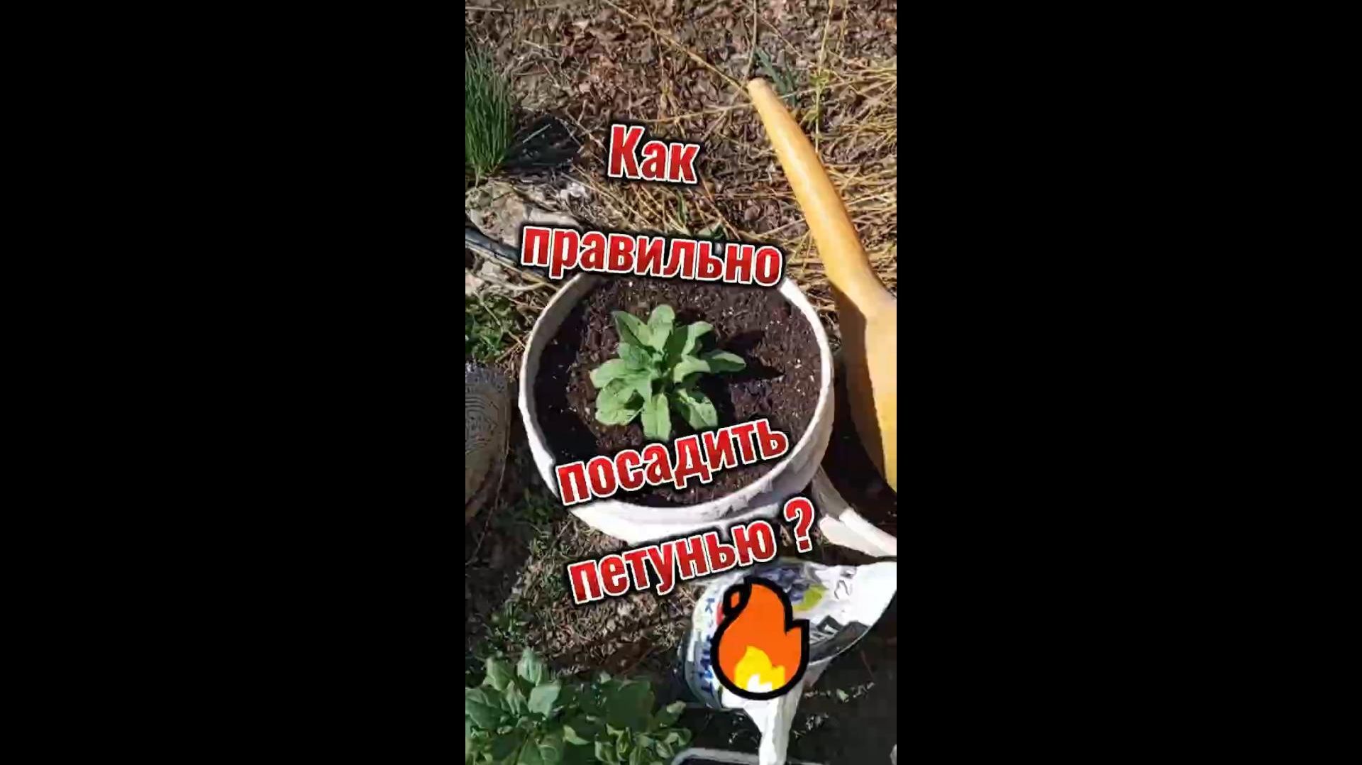 🔥Как правильно посадить петунью? 🔥Как правильно посадить петунью?