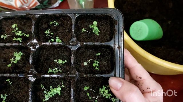 Пикировка лобелии однолетней.