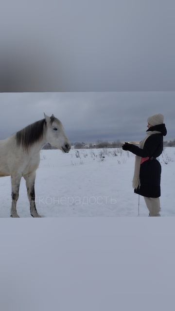 Йо-йо. Алиса и Фаир. Конерадость #мм #нх #ипповенция #конерадость