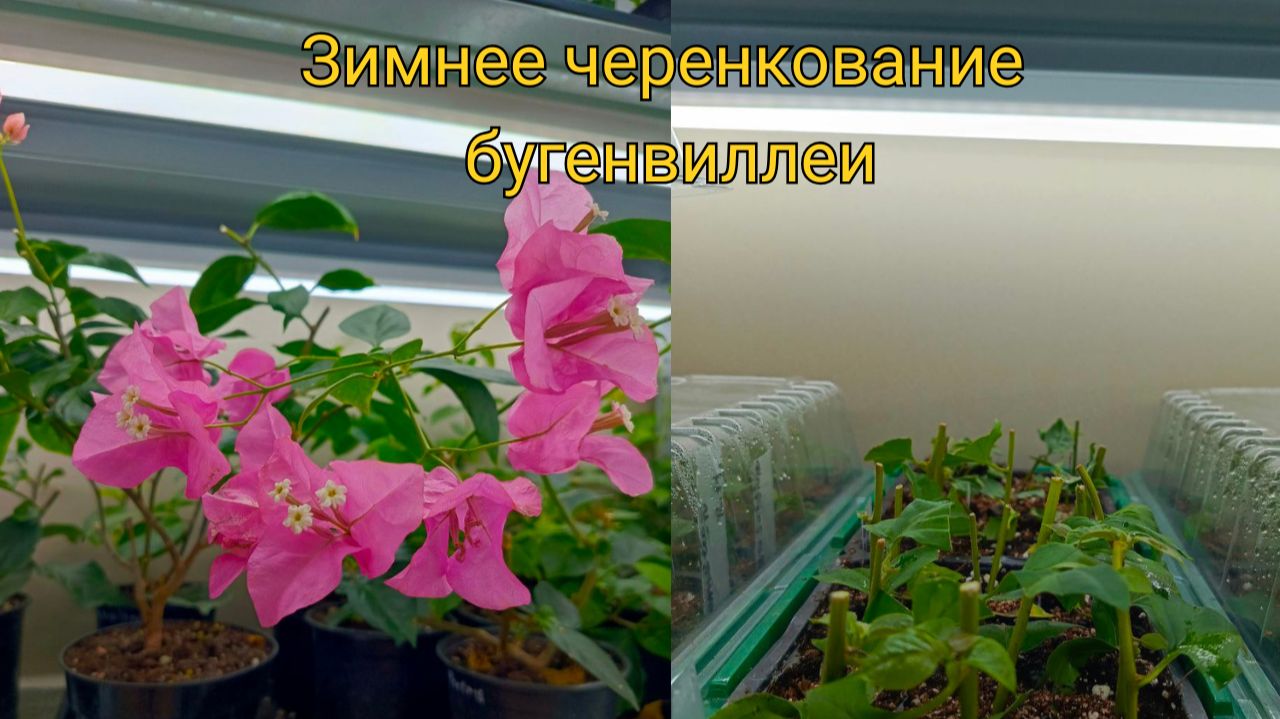 Почему черенки бугенвиллеи не укореняются зимой