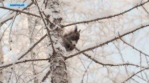 Природа Мирного радуется утреннему солнцу