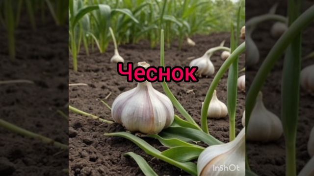 Травы Древнего Египта.