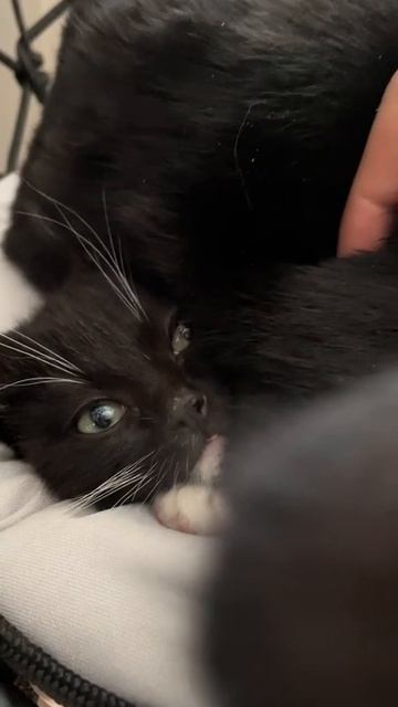 Задавил авторитетом