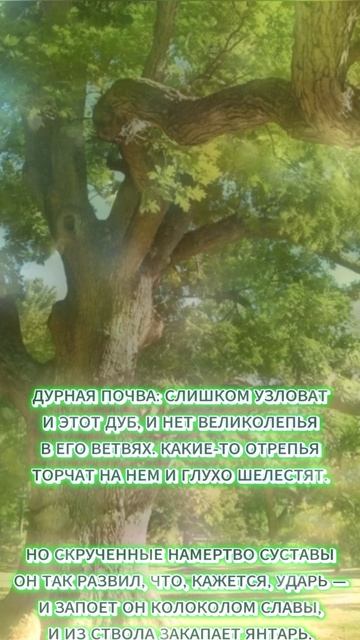 Одинокий дуб смотреть онлайн