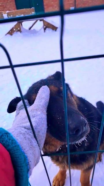 "Чего душе угодно?" ❥ Приют в Малинках #приютдляживотных