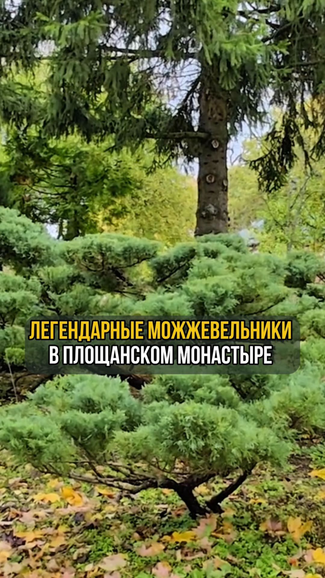 Легендарные можжевельники в Площанском монастыре