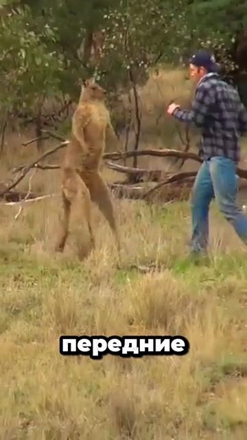 Кенгуру дерутся, будто записались в ММА. #кенгуру #боикенгуру #австралия