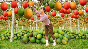 Соберите много плодов GAC на ферме. Везем на рынок для продажи.