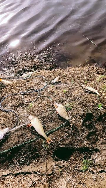 Почему браконьеры уничтожают рыбу? смотреть онлайн