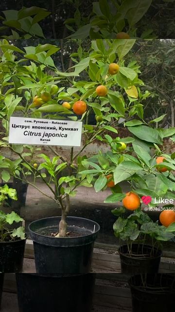 Мандаринка