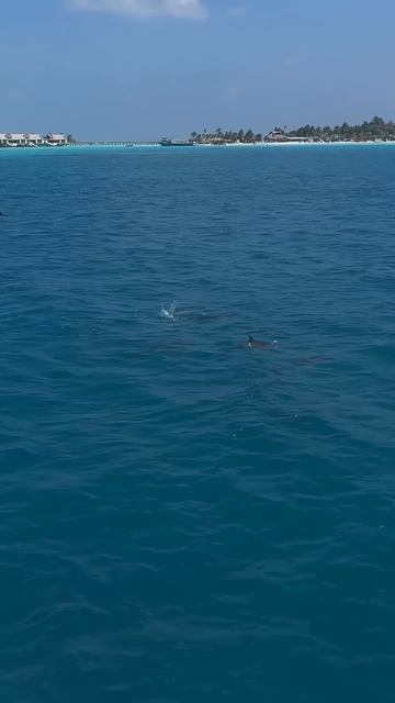 Лагуна для выращивания дельфинят.