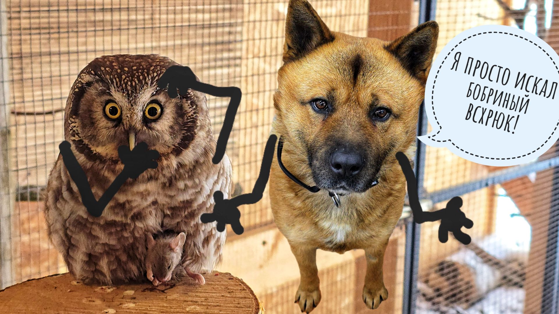 Дизайн лежанки от Пса Кубика. Маленькая сова Лучик показывает чудеса послушания и миленькости смотреть онлайн