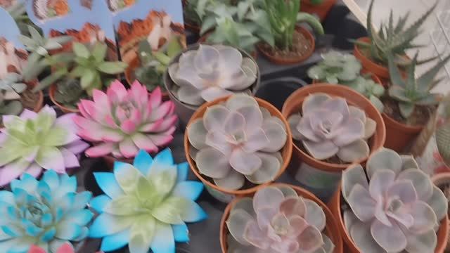 Красота страшная сила!🌹🌹🌹 смотреть онлайн